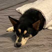 Thumbnail photo of Tommy #2