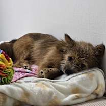 Thumbnail photo of Dardi #4