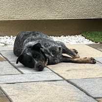 Thumbnail photo of Bluey #1