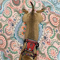 Thumbnail photo of Nellie #3