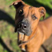 Thumbnail photo of Duke #1