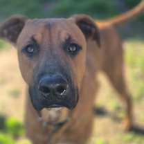 Thumbnail photo of Duke #2