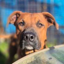 Thumbnail photo of Duke #3