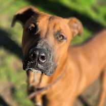 Thumbnail photo of Duke #4