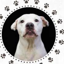 Thumbnail photo of Chico #1