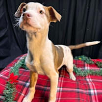 Thumbnail photo of (el) Spanky #2