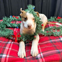 Thumbnail photo of (el) Spanky #3