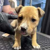 Thumbnail photo of (eo) Betty #1