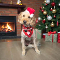 Thumbnail photo of Bourbon #1