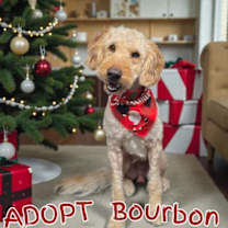 Thumbnail photo of Bourbon #2