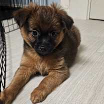 Thumbnail photo of Chunk #4