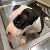 Thumbnail photo of Twirly #4