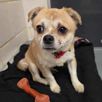 Thumbnail photo of Couscous #1