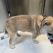 Thumbnail photo of Couscous #3