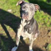 Thumbnail photo of Misha #4