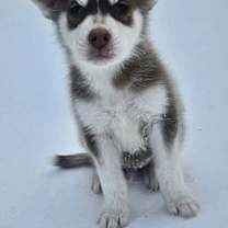 Thumbnail photo of Tinsel #2