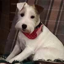 Thumbnail photo of Charlie  #1