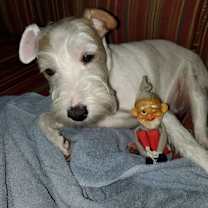 Thumbnail photo of Charlie  #2