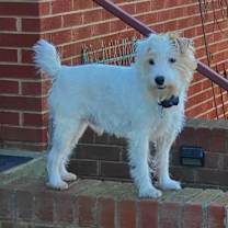 Thumbnail photo of Charlie  #3