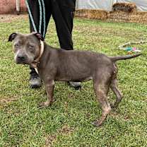 Thumbnail photo of Ivy #2