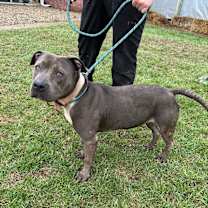 Thumbnail photo of Ivy #3