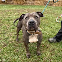 Thumbnail photo of Ivy #4