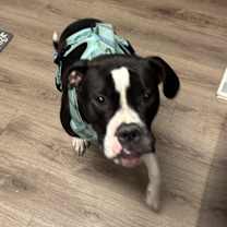 Thumbnail photo of Willow #1