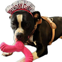 Thumbnail photo of Willow #2