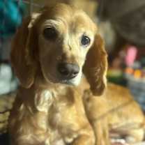 Thumbnail photo of Brit #3