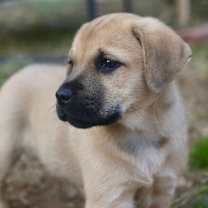 Thumbnail photo of Brownie #2