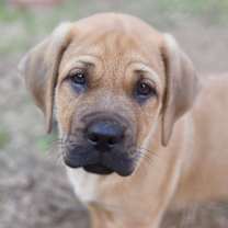 Thumbnail photo of Andes #2