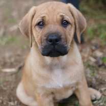 Thumbnail photo of Andes #3