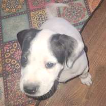 Thumbnail photo of Darla LH #2