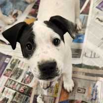 Thumbnail photo of Darla LH #1