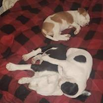 Thumbnail photo of Darla LH #4