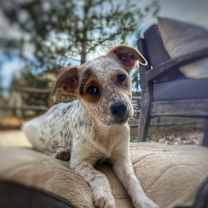 Thumbnail photo of Couronnes #1