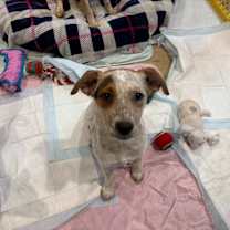 Thumbnail photo of Couronnes #3