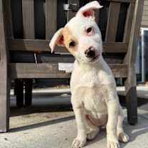 Thumbnail photo of Trishuli #3