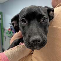 Thumbnail photo of Zuri #1