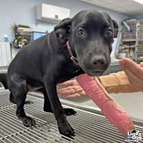 Thumbnail photo of Zuri #2