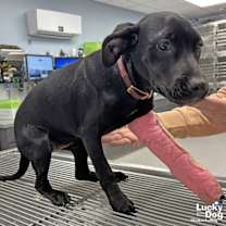 Thumbnail photo of Zuri #3