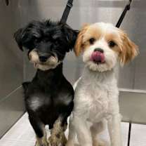 Thumbnail photo of Atticus and Finley #2