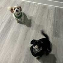 Thumbnail photo of Atticus and Finley #3