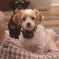 Thumbnail photo of Atticus and Finley #1