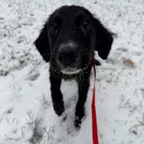 Thumbnail photo of Janus #3