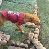 Thumbnail photo of Flower #4