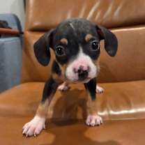 Thumbnail photo of S’mores #1