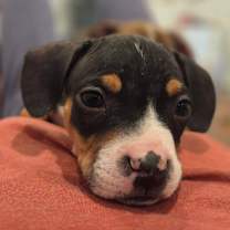 Thumbnail photo of S’mores #2