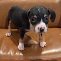 Thumbnail photo of S’mores #3