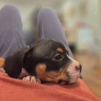 Thumbnail photo of S’mores #4